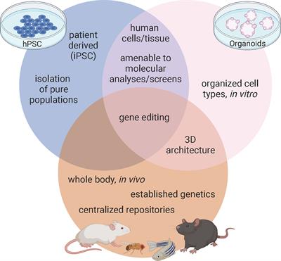 Leveraging the strengths of mice, human stem cells, and organoids to model pancreas development and diabetes